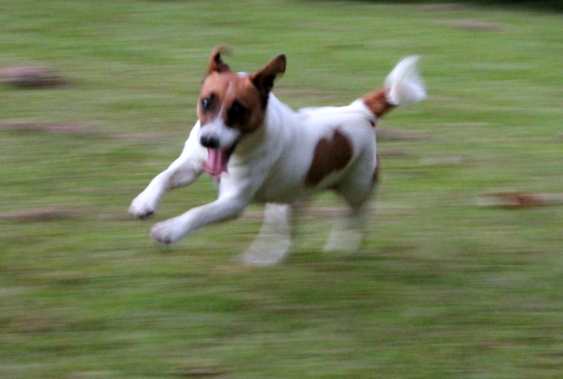 South coast jack 2024 russell terrier club