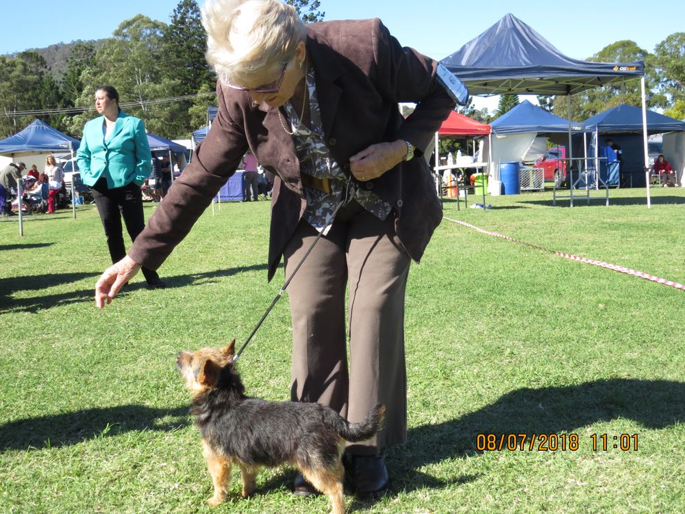 With "Kingston" at Lismore KC Show