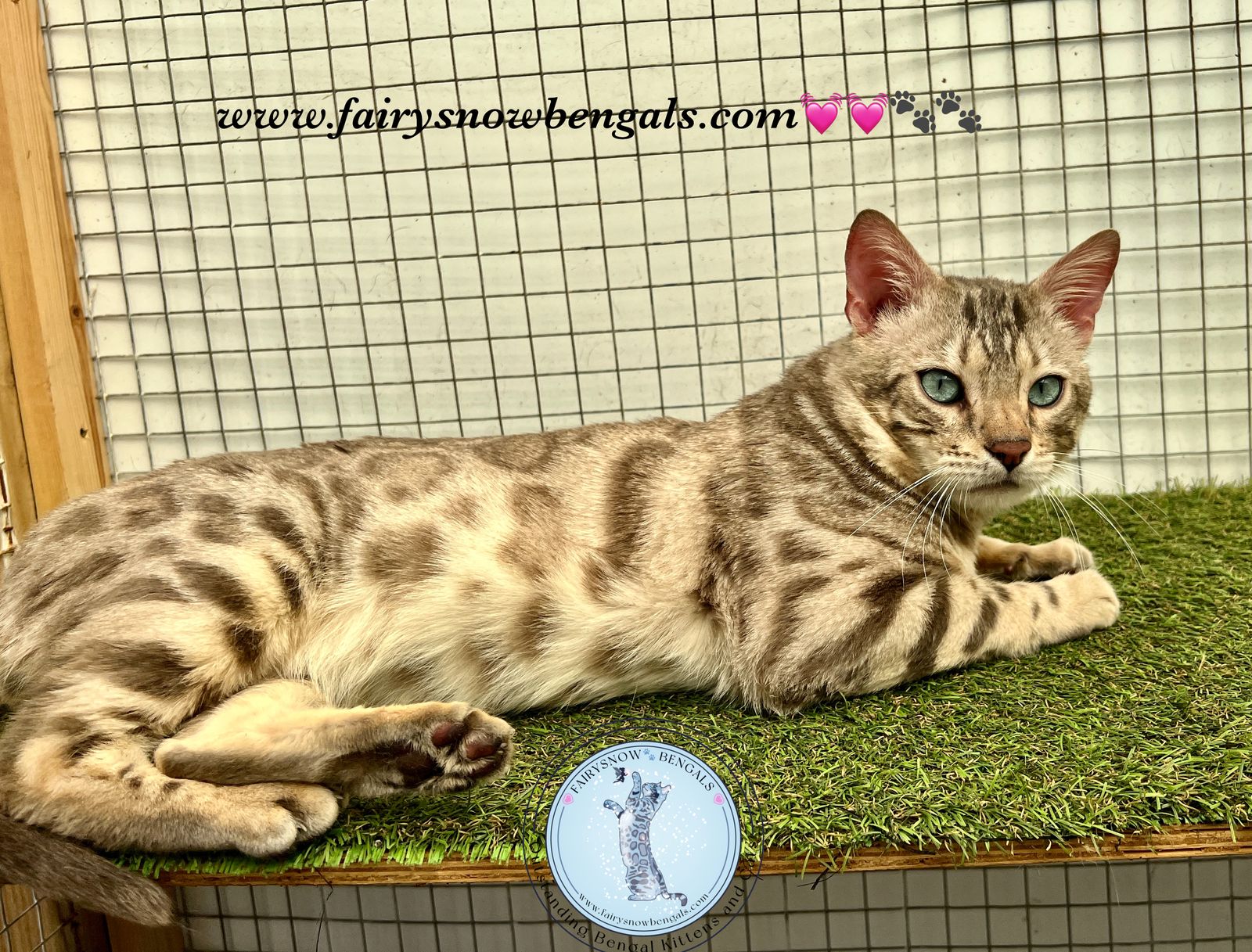 Fairysnow Bengals Cats for rehoming