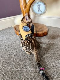 Kitten walking jacket 