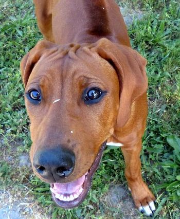Africali Rhodesian Ridgebacks - Tibby