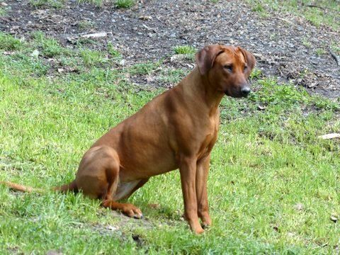 Africali Rhodesian Ridgebacks - Fizzy