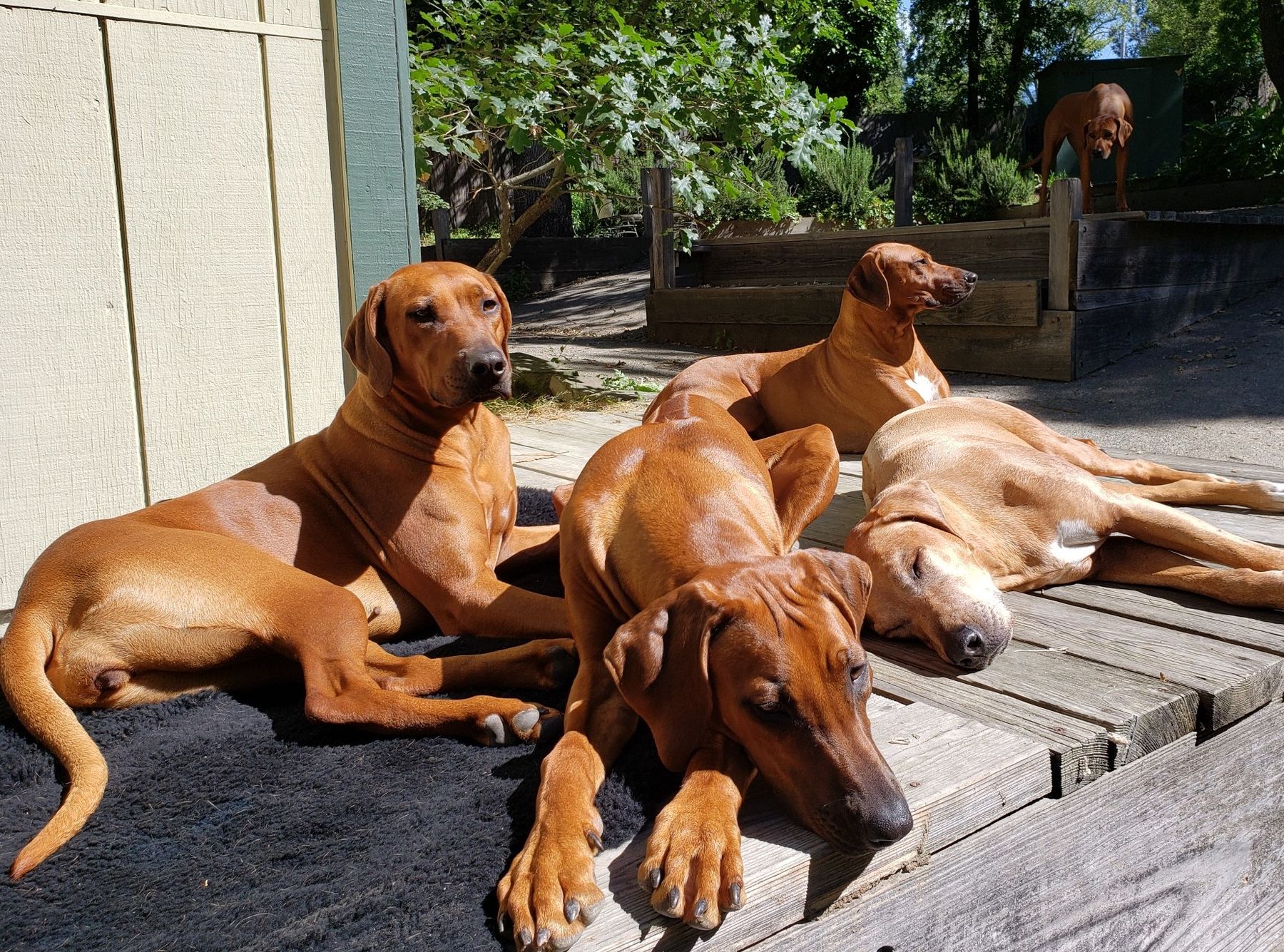 Rhodesian ridgeback raw sales diet