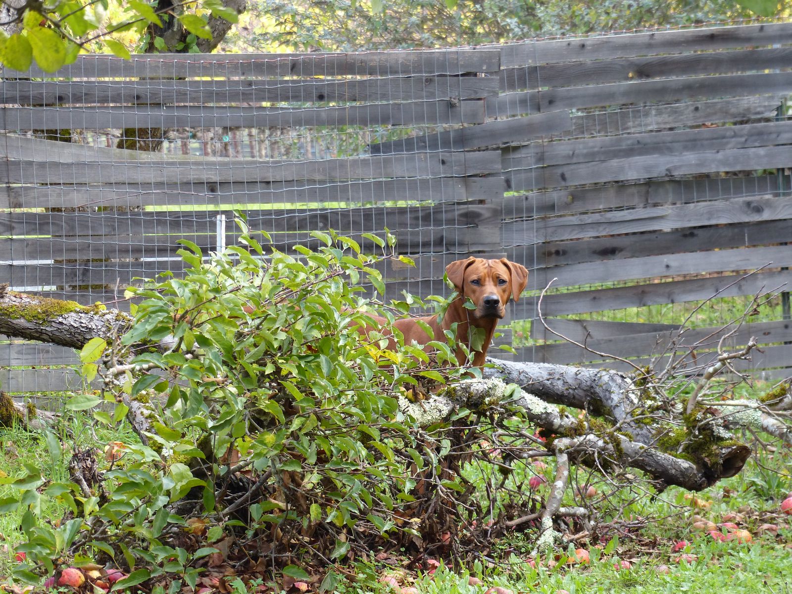 Africali Rhodesian Ridgebacks - Tibby