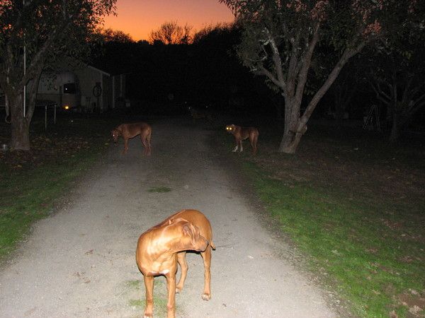 Africali Rhodesian Ridgebacks - Pups Grown Up!