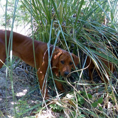 Africali Rhodesian Ridgebacks - Tibby