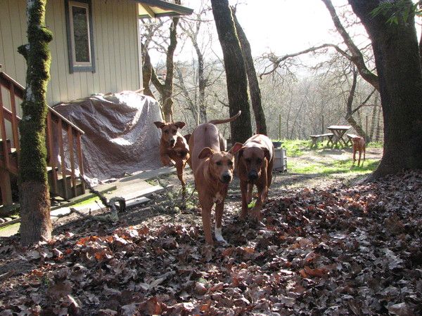 Africali Rhodesian Ridgebacks - Pups Grown Up!