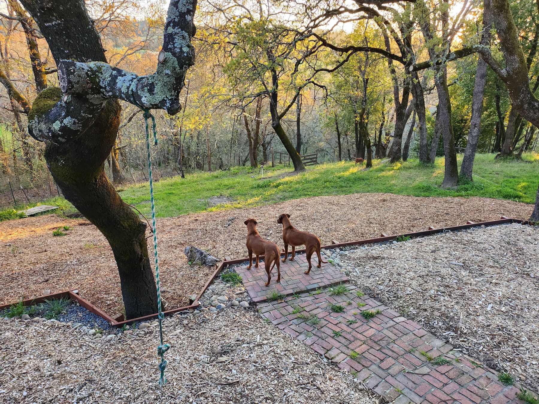 Africali Rhodesian Ridgebacks