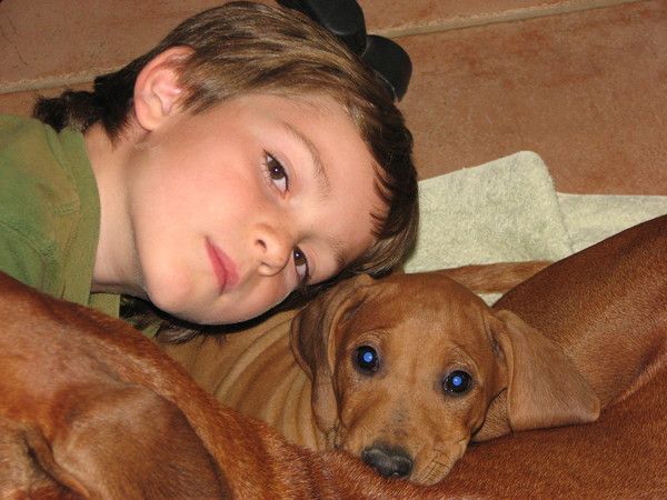 Africali Rhodesian Ridgebacks - Pups Grown Up!