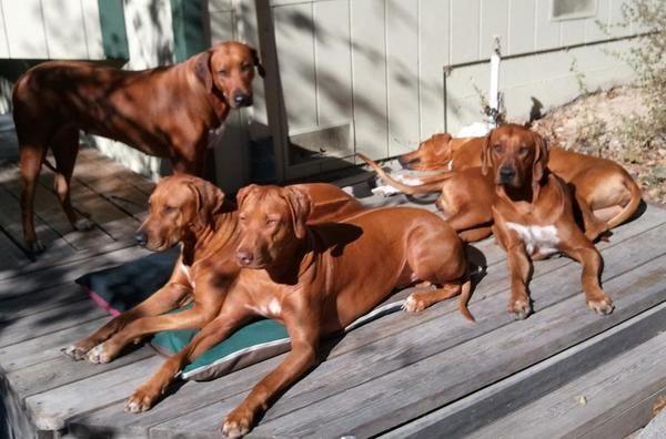 Africali Rhodesian Ridgebacks - Pups Grown Up!