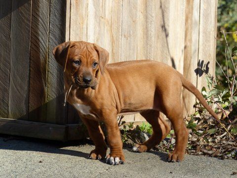 Africali Rhodesian Ridgebacks - Tibby