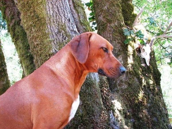 Africali Rhodesian Ridgebacks - Pearl