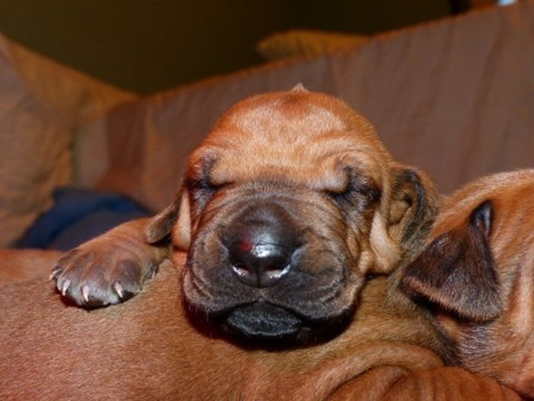 Africali Rhodesian Ridgebacks
