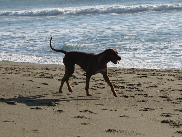 Africali Rhodesian Ridgebacks - Pups Grown Up!