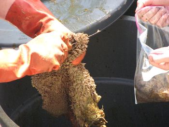 Slicing and bagging fresh "green" tripe
