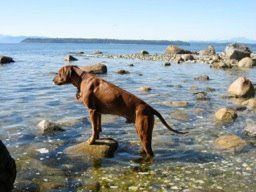 Africali Rhodesian Ridgebacks - Pups Grown Up!