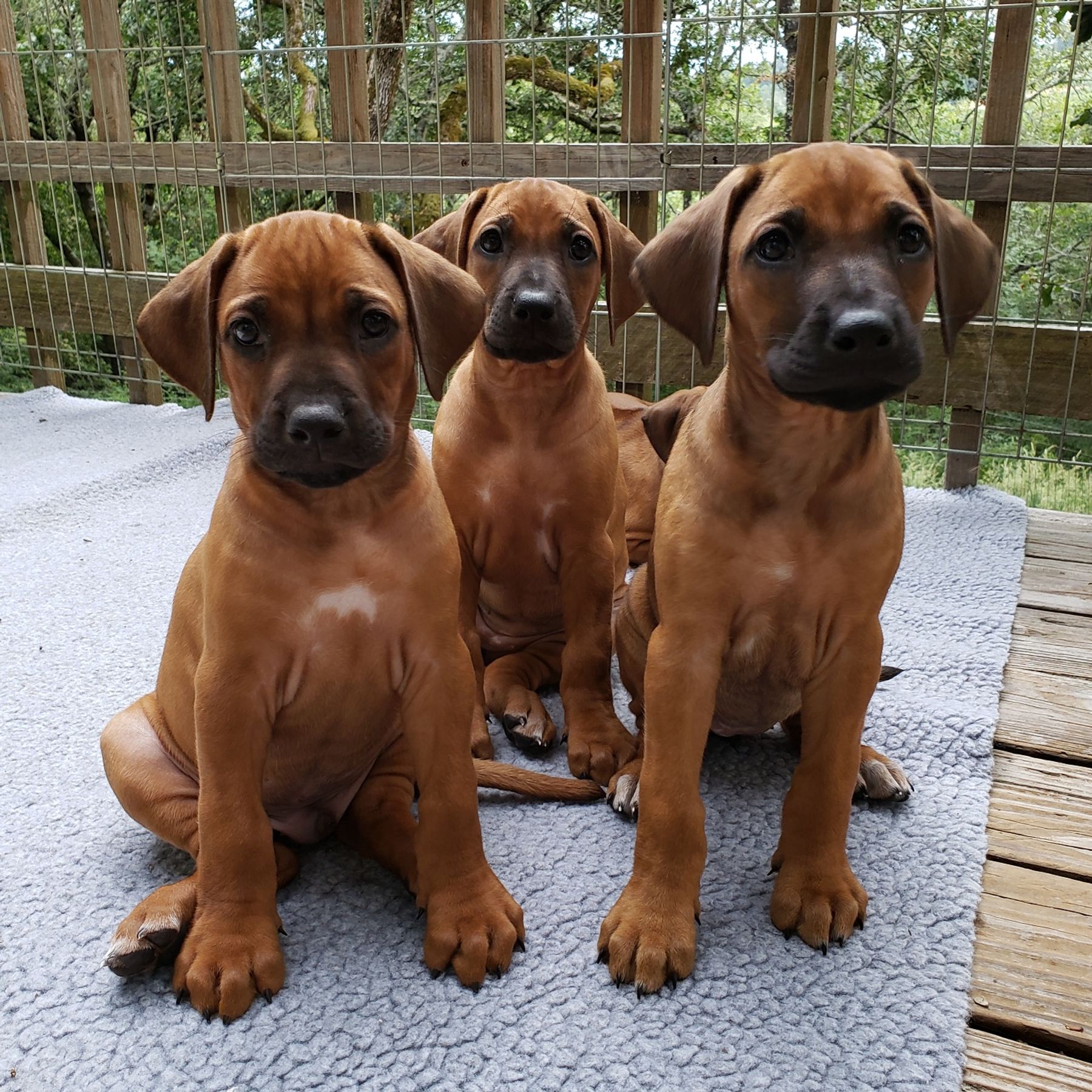 Africali Rhodesian Ridgebacks