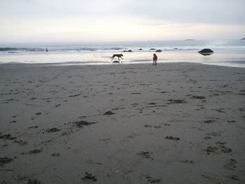 Flat out on the shore of Bodega Bay!
