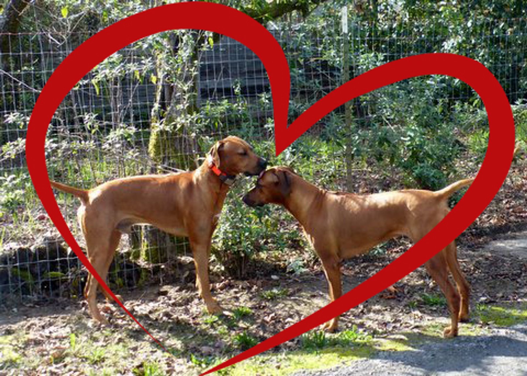 Africali Rhodesian Ridgebacks