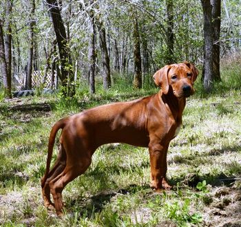 Africali Rhodesian Ridgebacks - Tibby