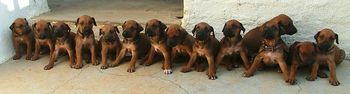 Lucky's litter picture in South Africa...fourteen little beauties all in a row! Quite a feat.
