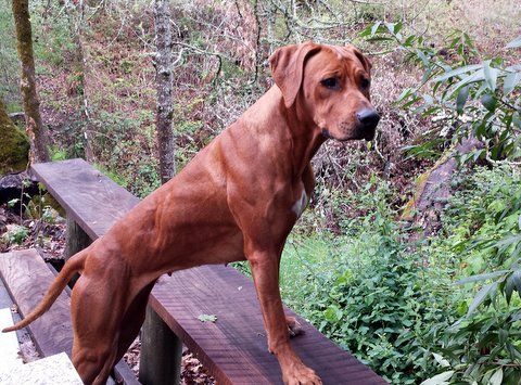 Africali Rhodesian Ridgebacks - Tibby