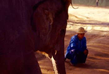 Thai Elephant Conservation Center
