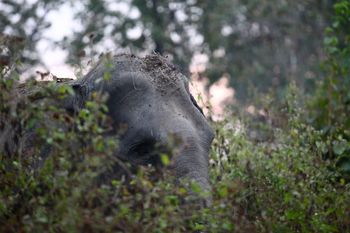 Thai Elephant Conservation Center
