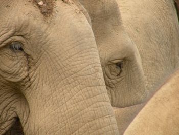 Boon Lotts Elephant Sanctuary
