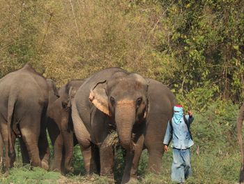 Thai Elephant Conservation Center
