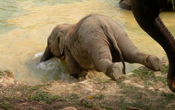 Star at Boon Lotts Elephant Sanctuary
