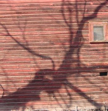 Backyard_barn_w_shadow-B
