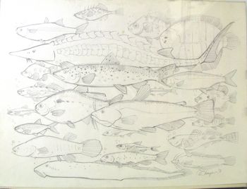 Fish_grouping_21
