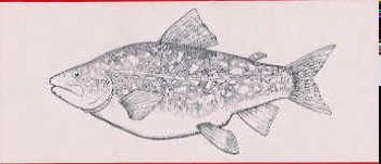 Arctic Char Fish Cards - these were made into cards from an ink drawing.
