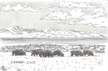 Antelope_Island_Buffalo
