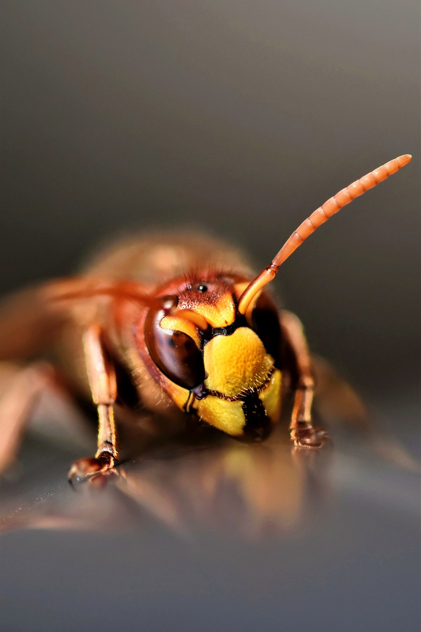 picture of hornet