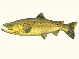 Brown Trout on Fly - Transcendent Trout ...