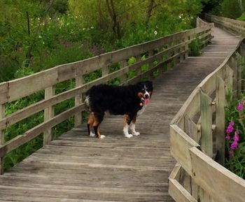 Liam walking on Bridge It was a hot day along the river
