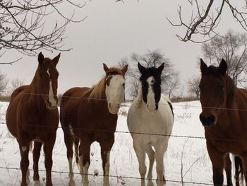 Our Horse Friends
