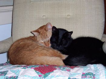 Blacker and Rusty I Found Rusty and Blacker as tiny starving kitties in the woods. They provided good mutual support
