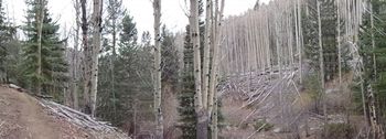 Aspens near Santa Fe
