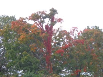 Tree in Autumn
