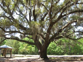 Tree with Spanish Moss in Bon Secour
