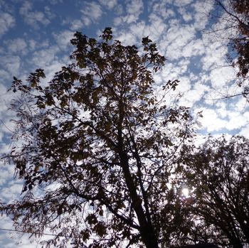 Sky_Through_Trees
