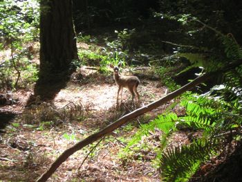 Fawn In The Redwoods
