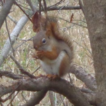 Squirrel_or_Chipmunk_21
