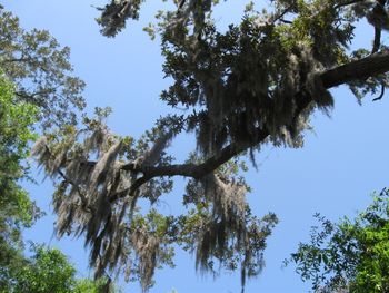 A Tree in Bon Secour
