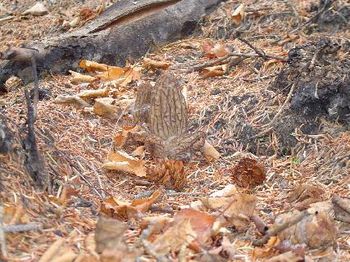 morels
