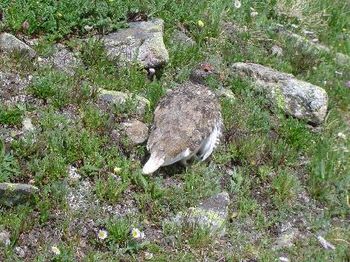 ptarmigan
