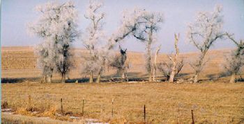 Tree Family, Frosty Outfits
